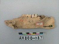 藏品(獸下顎骨)的圖片